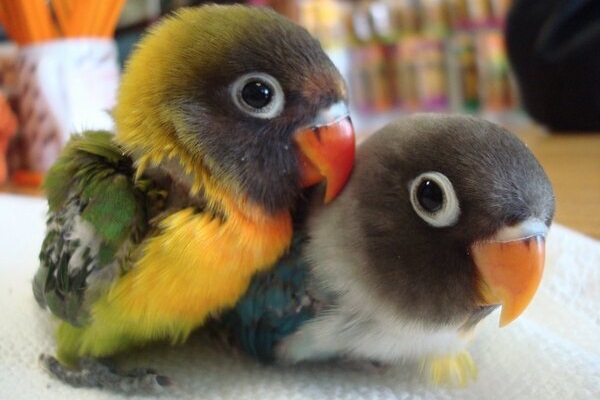 cute baby parrots.jpg